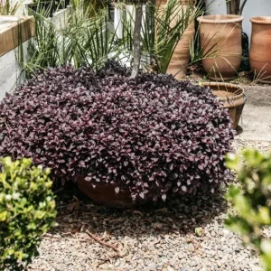 2 Alternanthera Little Ruby Live Plants – Starter 4-6