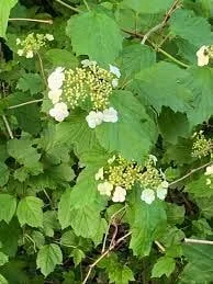 2 American Cranberrybush Bare-root Plants - Viburnum Trilobum Deciduous Shrub - Image 2