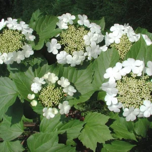 2 American Cranberrybush Bare-root Plants - Viburnum Trilobum Deciduous Shrub - Image 3