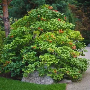 2 American Cranberrybush Bare-root Plants - Viburnum Trilobum Deciduous Shrub - Image 4