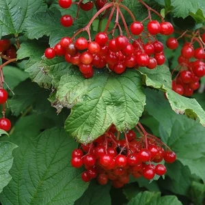 2 American Cranberrybush Bare-root Plants - Viburnum Trilobum Deciduous Shrub - Image 5