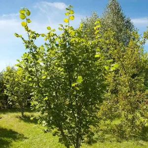 2 American Hazelnut Bare-Root Plants - Corylus Americana Shrub - Image 1