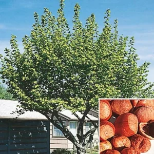 2 American Hazelnut Trees Live Plants – Corylus Americana – 6-12 inches Tall in 4 inch Containers – Outdoor Nut Tree - Image 1