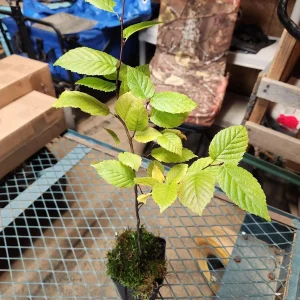 2 American Hornbeam Trees – Carpinus Caroliniana Live Plants – 12" Tall – 4" Container – Outdoor - Image 2