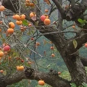 2 American Persimmon Bare Root Trees 1-2' Tall - Native Fruiting Live Plants Outdoor - Image 2