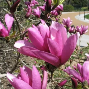 2 Ann Magnolia Trees Live Plants (Magnolia Liliflora 'Nigra') - 2.5" Containers - Image 1