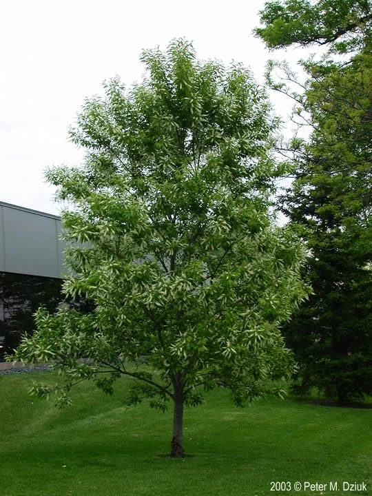 2 Black Cherry Tree Bare-root - Prunus serotina - Fast Growing Outdoor Plant - Image 2