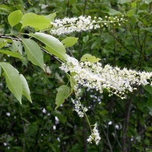 2 Black Cherry Tree Bare-root - Prunus serotina - Fast Growing Outdoor Plant - Image 3