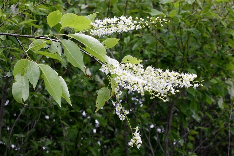 2 Black Cherry Tree Bare-root - Prunus serotina - Fast Growing Outdoor Plant - Image 3