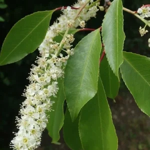 2 Black Cherry Tree Bare-root - Prunus serotina - Fast Growing Outdoor Plant - Image 5