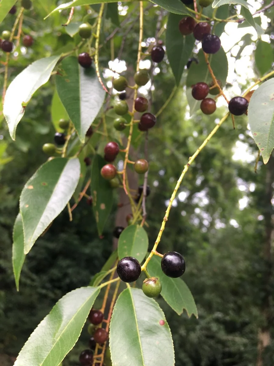 2 Black Cherry Tree Bare-root - Prunus serotina - Fast Growing Outdoor Plant - Image 1
