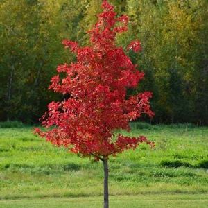 2 Black Gum Tree (Nyssa Sylvatica) Bare-root Live Plant - Vibrant Fall Foliage - Image 1