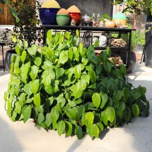 2 Black Pepper Live Plants, 4-6