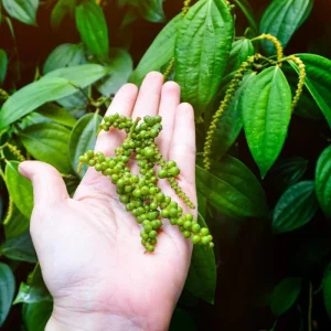 2 Black Pepper Live Plants, 4-6