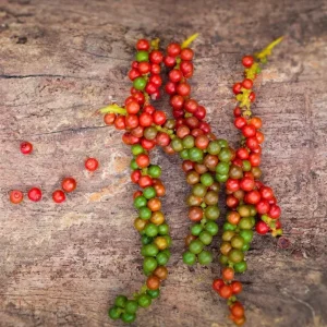 2 Black Pepper Live Plants, 4-6