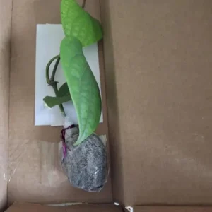 2 Black Pepper Live Plants, 4-6