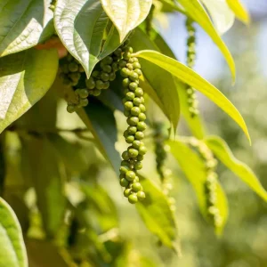 2 Black Pepper Live Plants, 4-6" Tall Piper Nigrum Spice Vine, Indoor/Outdoor - Image 1