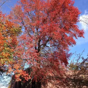 2 Blackgum Trees Live Plant (Nyssa Sylvatica) 6-12" Tall in 4" Container - Image 2