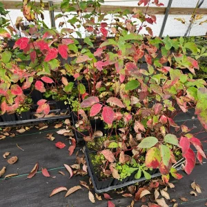 2 Blackgum Trees Live Plant (Nyssa Sylvatica) 6-12