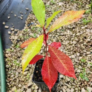 2 Blackgum Trees Live Plant (Nyssa Sylvatica) 6-12" Tall in 4" Container - Image 1