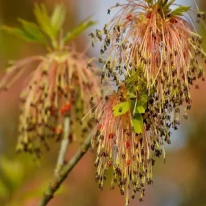 2 Boxelder Maple Tree Bare-root - Acer Negundo - Landscaping Plant - Image 3