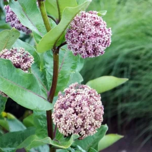 2 Broadleaf Milkweed Live Plants - Asclepias Syriaca Starter, 4-6" Tall, Outdoor - Image 2