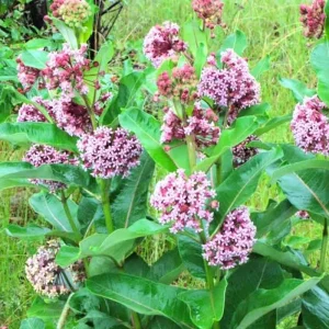 2 Broadleaf Milkweed Live Plants - Asclepias Syriaca Starter, 4-6" Tall, Outdoor - Image 1