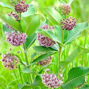 2 Broadleaf Milkweed Live Plants - Asclepias Syriaca Starter, 4-6
