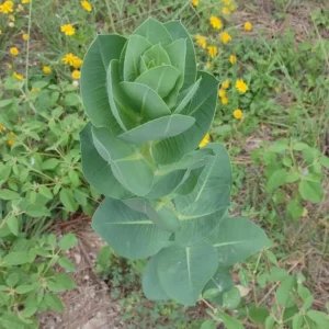 2 Broadleaf Milkweed Live Plants - Asclepias Syriaca Starter, 4-6