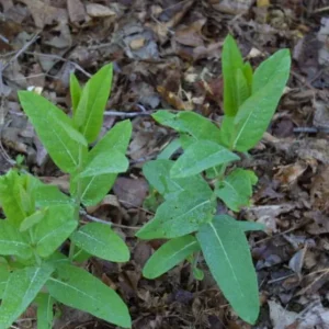 2 Broadleaf Milkweed Live Plants - Asclepias Syriaca Starter, 4-6