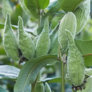 2 Broadleaf Milkweed Live Plants - Asclepias Syriaca Starter, 4-6