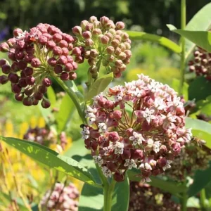 2 Broadleaf Milkweed Live Plants - Asclepias Syriaca Starter, 4-6