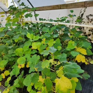 2 Brown Turkey Fig Live Plants - 4-6