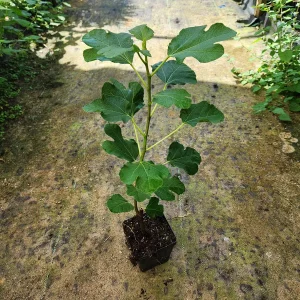 2 Brown Turkey Fig Live Plants - 4-6