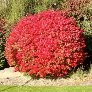 2 Burning Bush Live Plants (Euonymus Alatus 'Compacta') 4-inch Containers - Image 2