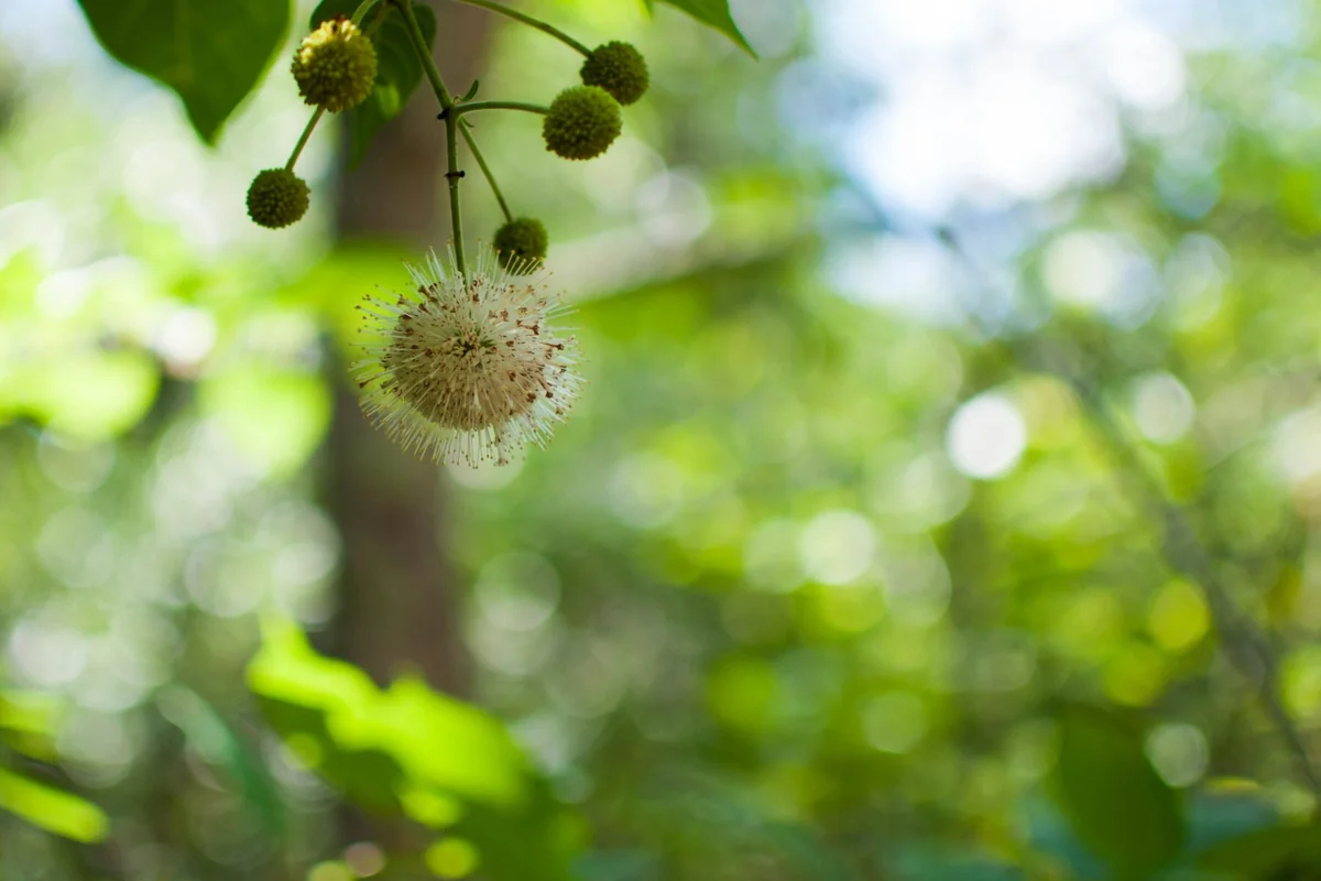 2 Buttonbush Tree Bare Roots - Cephalanthus occidentalis - Attracts Pollinators - Image 1
