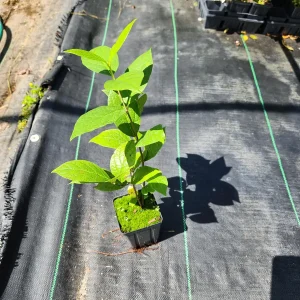 2 Carolina Allspice Live Plants - Calycanthus florida - 4 inch Pot - Outdoor Shrub - Image 3