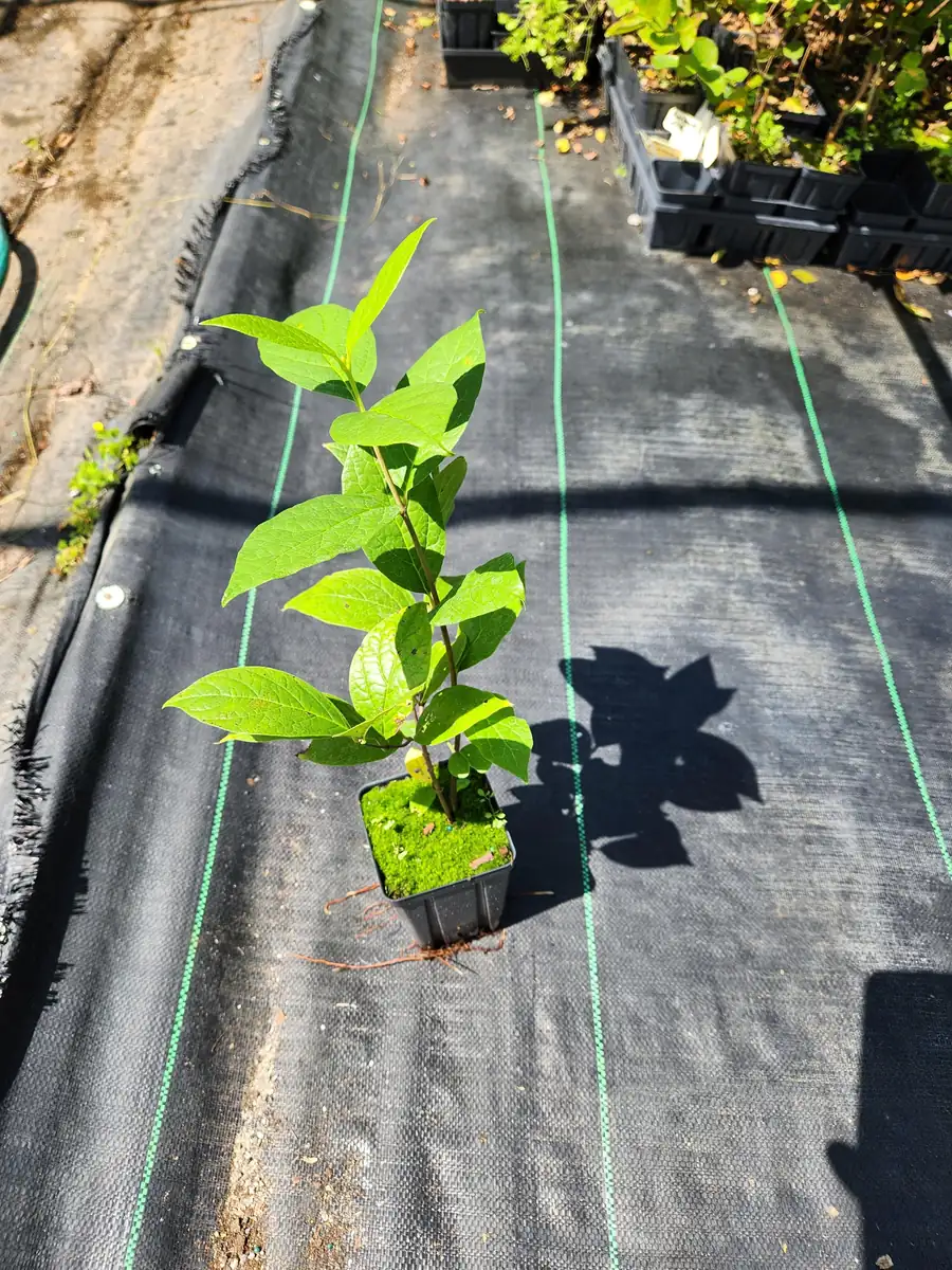 2 Carolina Allspice Live Plants - Calycanthus florida - 4 inch Pot - Outdoor Shrub - Image 3