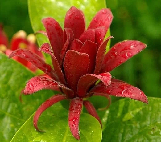 2 Carolina Allspice Live Plants - Calycanthus florida - 4 inch Pot - Outdoor Shrub - Image 1