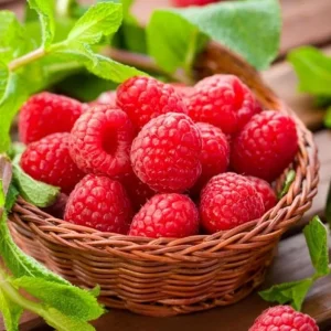 2 Caroline Red Raspberry Live Plant Starters - 4-6