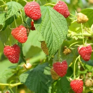 2 Caroline Red Raspberry Live Plant Starters - 4-6