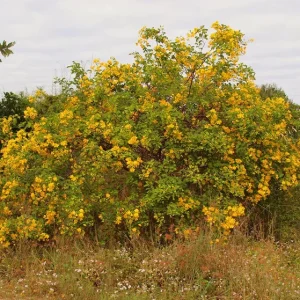 2 Cassia Butterfly Bush Live Plants – Senna bicapsularis – 4-6