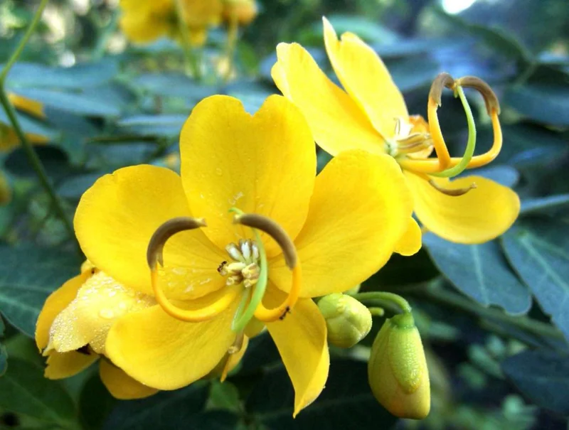 2 Cassia Butterfly Bush Live Plants – Senna bicapsularis – 4-6" Tall – Outdoor Shrub - Image 2