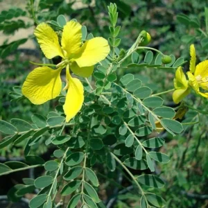 2 Cassia Butterfly Bush Live Plants – Senna bicapsularis – 4-6