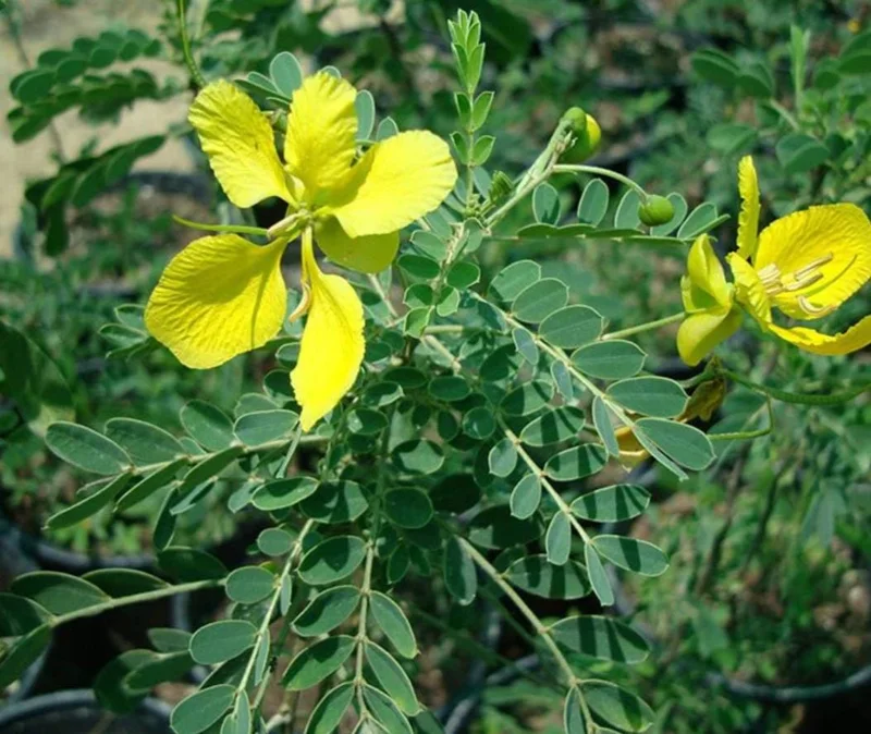 2 Cassia Butterfly Bush Live Plants – Senna bicapsularis – 4-6" Tall – Outdoor Shrub - Image 3