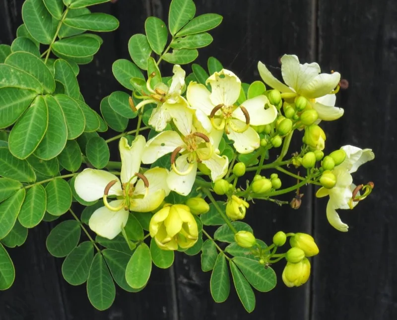 2 Cassia Butterfly Bush Live Plants – Senna bicapsularis – 4-6" Tall – Outdoor Shrub - Image 4