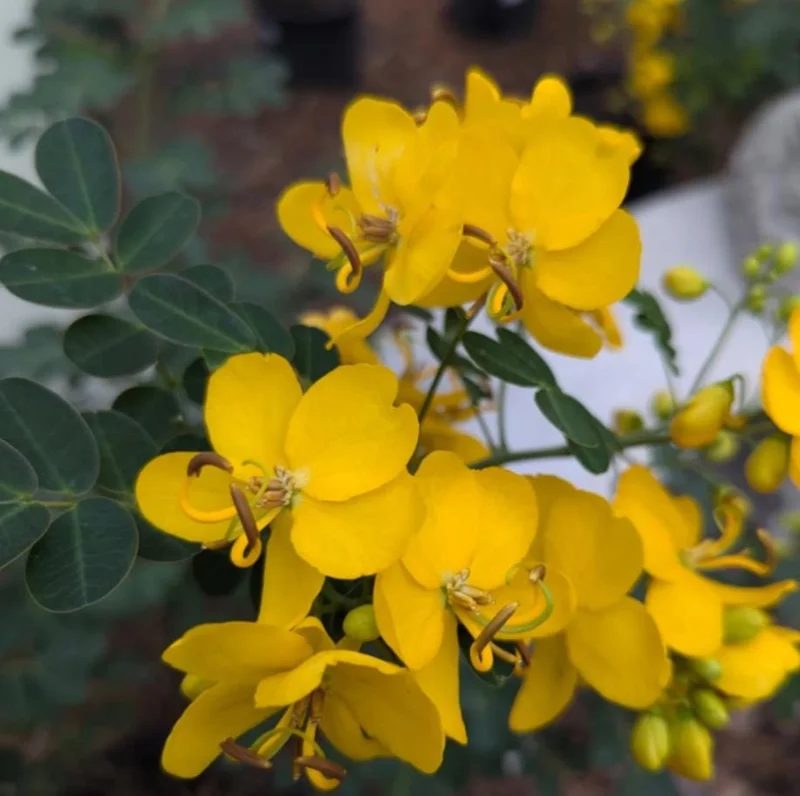 2 Cassia Butterfly Bush Live Plants – Senna bicapsularis – 4-6" Tall – Outdoor Shrub - Image 5
