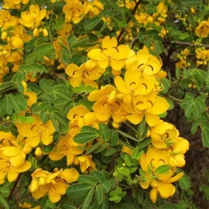 2 Cassia Butterfly Bush Live Plants – Senna bicapsularis – 4-6