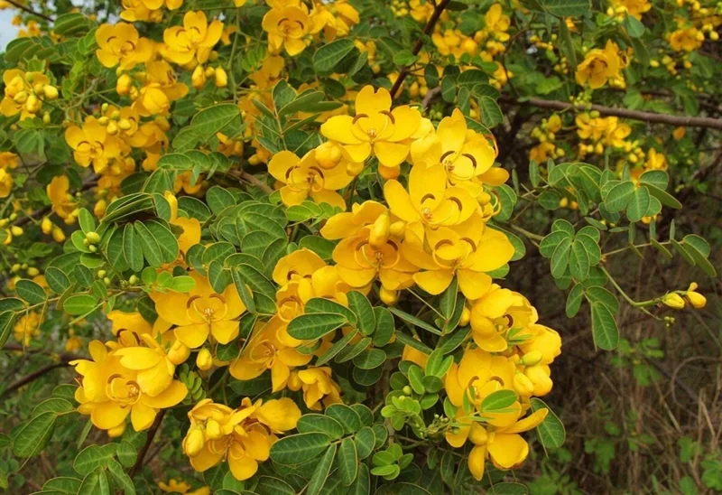 2 Cassia Butterfly Bush Live Plants – Senna bicapsularis – 4-6" Tall – Outdoor Shrub - Image 6