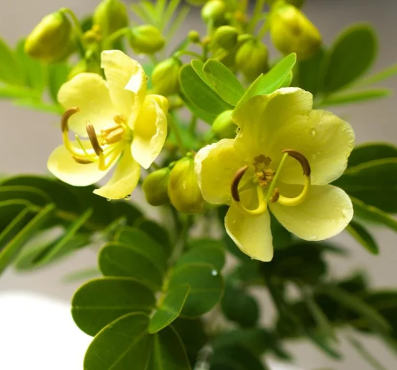 2 Cassia Butterfly Bush Live Plants – Senna bicapsularis – 4-6" Tall – Outdoor Shrub - Image 1